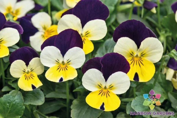 200+ Admire Lemon Purple Wing Pansy Seeds - Viola tricolor var. hortensis