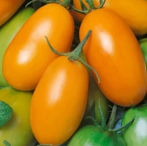 Orange Roma Tomato Seeds - 50+ Indeterminate Paste Variety for Canning & Cooking, Lycopersicon esculentum