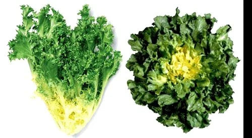 Giant Batavian Endive Seeds - 200 Pack | Cichorium endivia