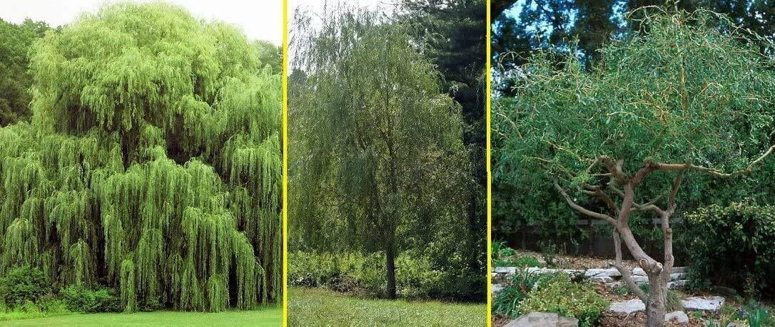 Willow Trees 5 Pack - Weeping Willow & Austree Hybrid - Salix babylonica & Salix × sepulcralis