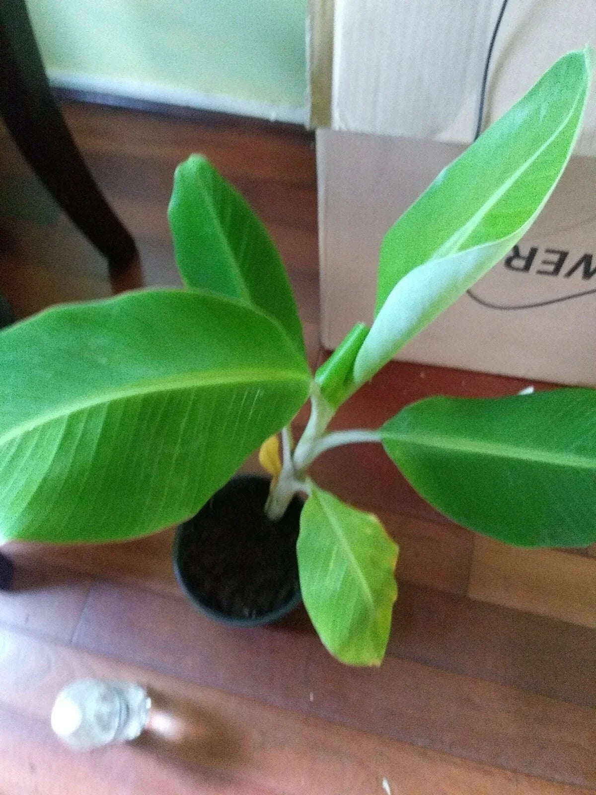 Live Plantain Plant in Pot | Musa paradisiaca | Tropical Edible Fruit Plant | 8-12in Live Plant