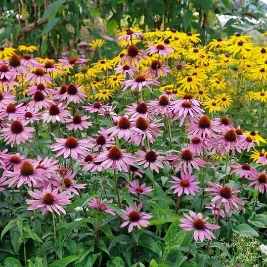 Purple Coneflower Seeds - 50 Echinacea purpurea Perennial Bloom Flower Seeds for Garden or Landscaping