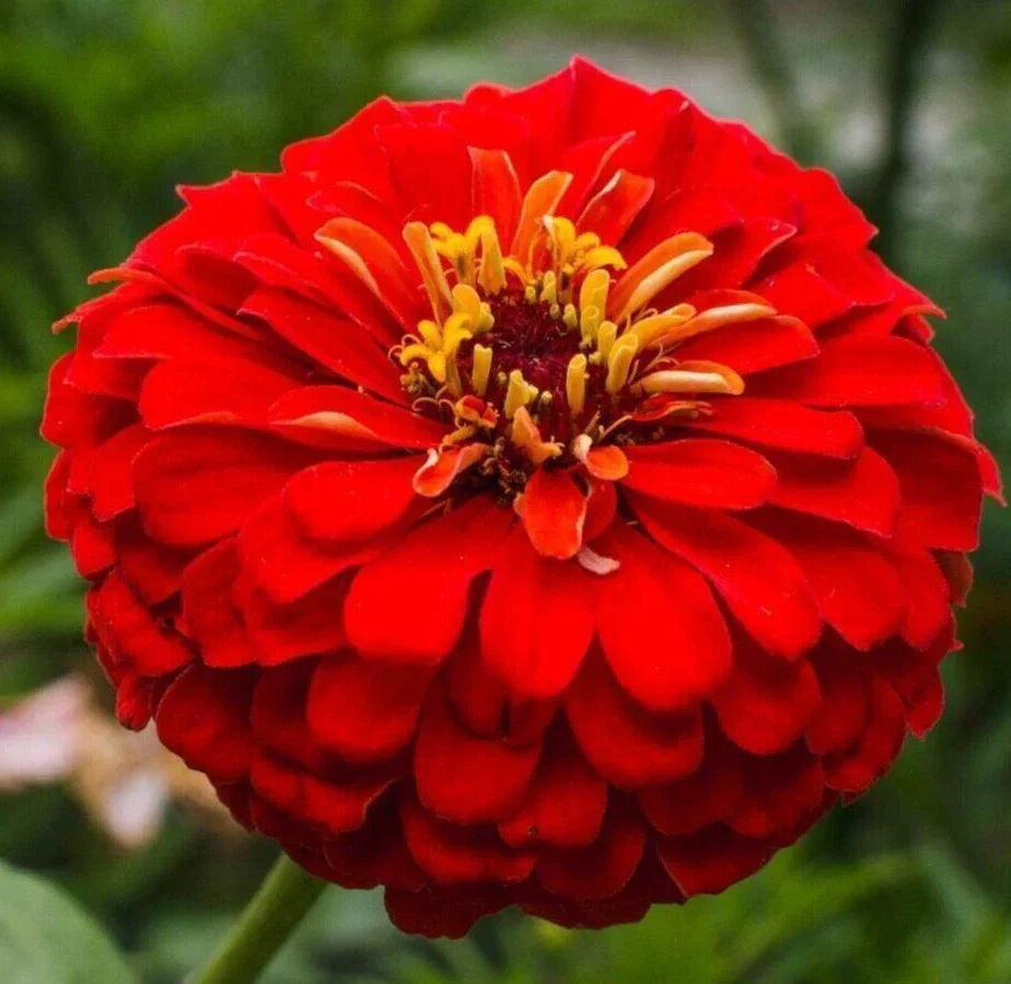 Zinnia Seeds - 200+ Cherry Queen Red Annual Flower Seeds - Zinnia elegans