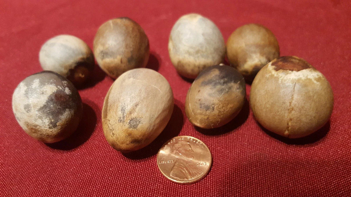 Avocado Seeds 8 Pack - California Avocado Fruit Tree Seeds - Persea americana