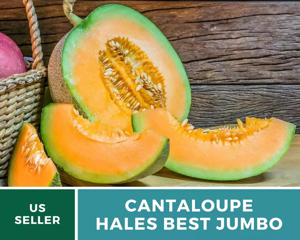 Hales Best Jumbo Cantaloupe Seeds - 25+ Organic Heirloom Non-GMO - Sweet Melon Variety - Cucumis melo