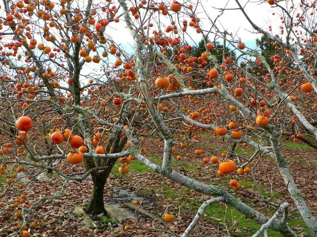 American Common Persimmon Tree Starter Plant - Well Rooted - Diospyros virginiana - Fruit Tree for Home Garden
