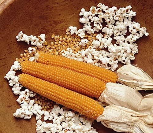 Snow Puff Popcorn Seeds - 25 Count - Non-GMO - Zea mays everta - Home Garden Growing Kit - Made in USA