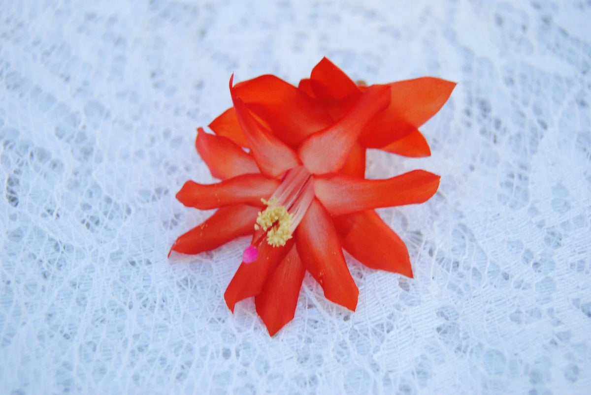 Christmas Cactus Starter Plant - Small Healthy Schlumbergera Truncata - Malibu Variety - Well Rooted for Easy Growth