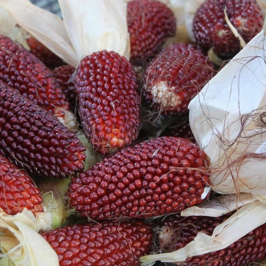 Strawberry Popcorn Seeds 30 Ct Non-GMO Zea mays everta for Vegetable Garden, Sweet & Unique Snack, Free Shipping USA