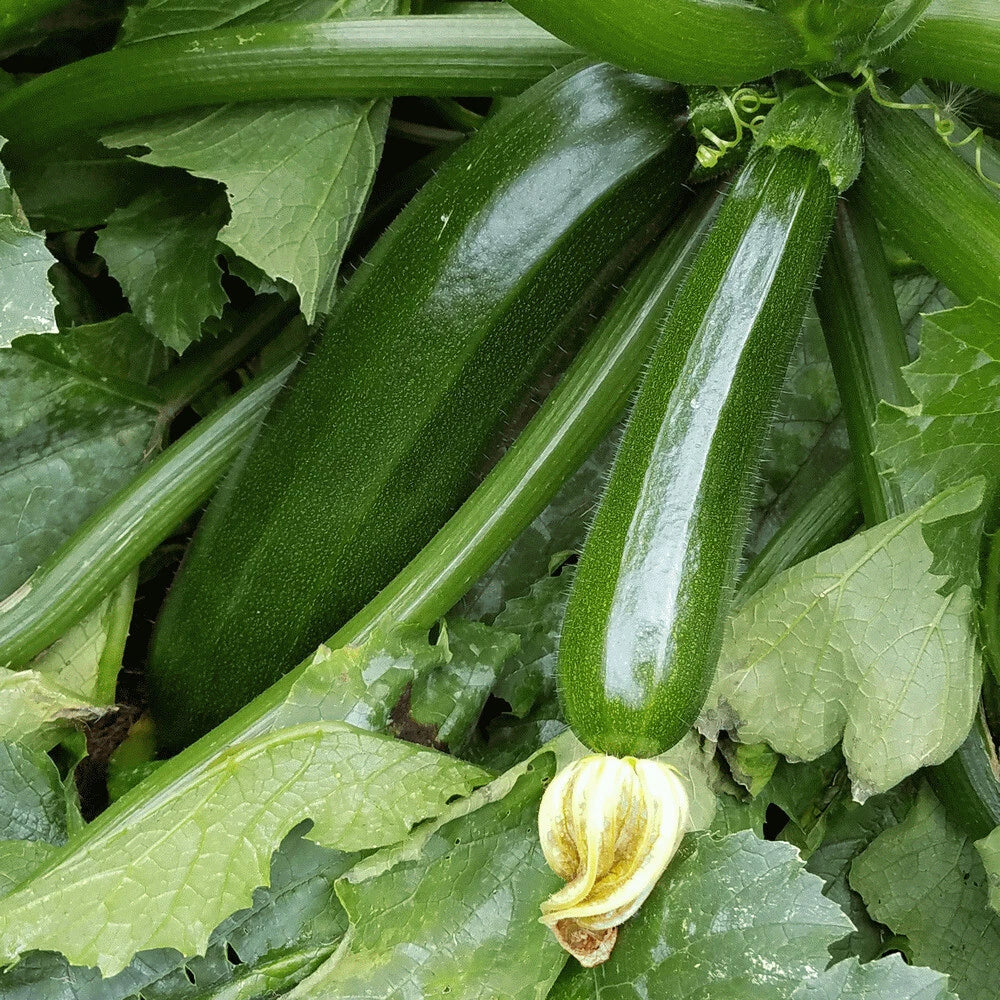 Dark Green Zucchini Squash Seeds 20 Ct Non-GMO Vegetable Seeds - Cucurbita pepo - USA Seller, Free Shipping