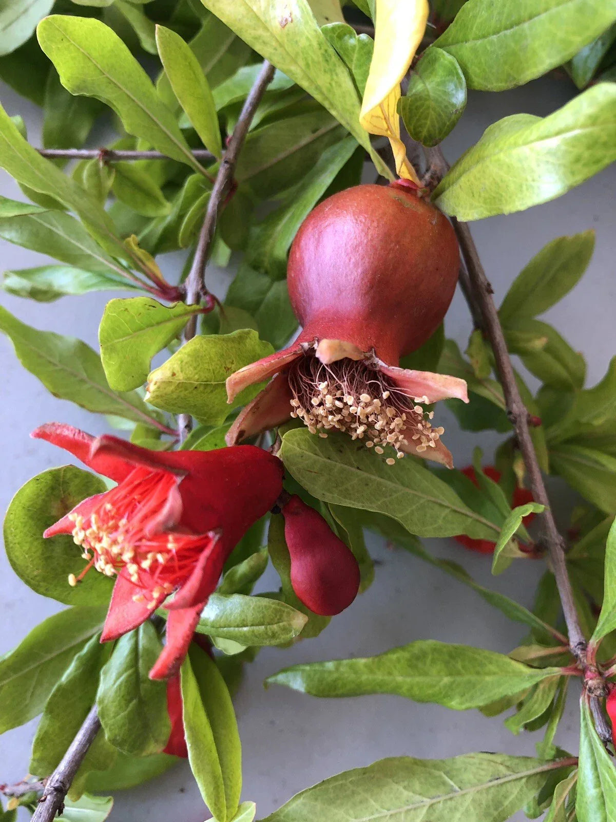Pomegranate Cuttings - 100 Pieces - Wonderful Variety - Punica granatum - Rootable Garden Propagation Material