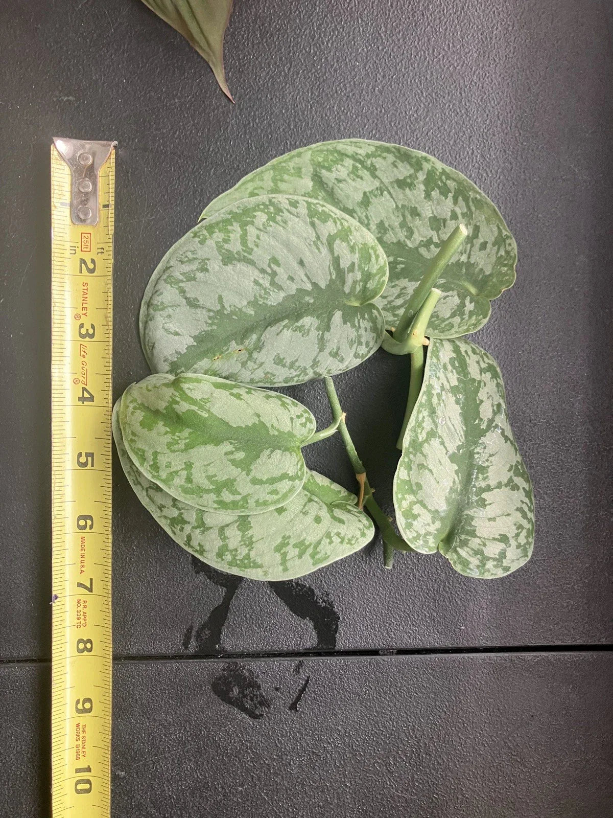 Scindapsus Pictus 'Exotica' Cuttings - 6 Healthy Vining Aroid Plants, Rare Indoor Houseplant, Easy Care