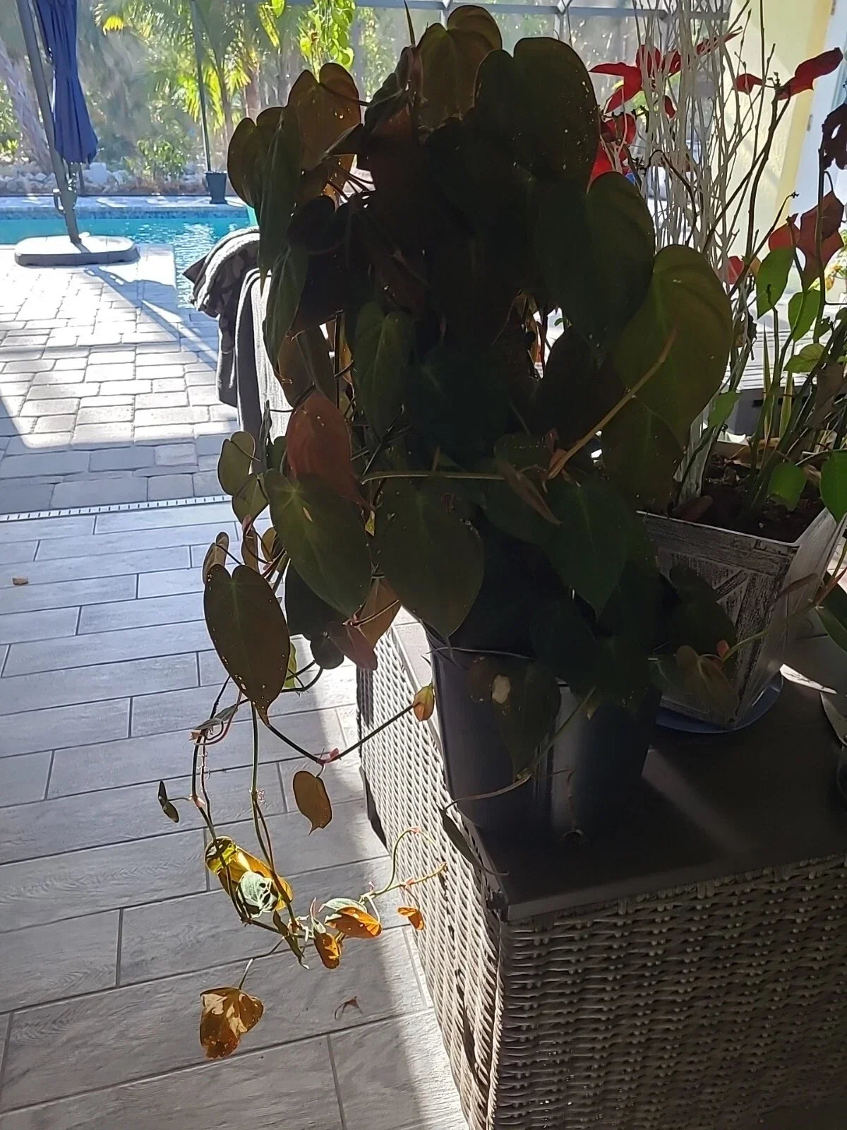 Philodendron Hederaceum Micans Cutting – 2 Node Starter for Propagation, Indoor Plant, Trailing or Climbing