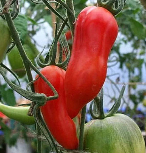 Heirloom Tomato Seeds Jersey Devil Paste Non-GMO Indeterminate 30 Seeds Solanum lycopersicum