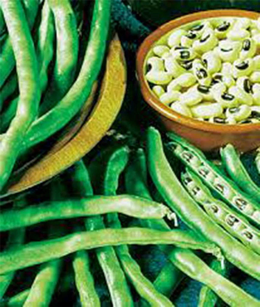 California Black Eye Peas Seeds - Heirloom, Non-GMO, 100 Seeds - Perfect for Gardening and Planting (Vigna unguiculata)
