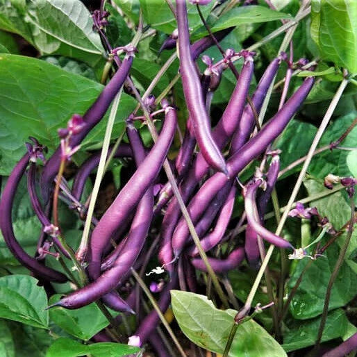 Royal Burgundy Bean Seeds | Non-GMO Purple Green Beans | Vegetable Seeds | Phaseolus vulgaris