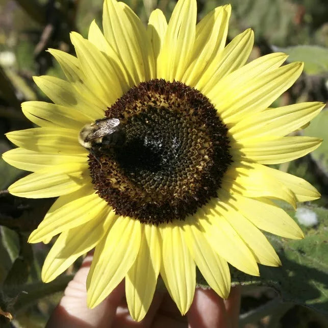 Lemon Queen Sunflower Seeds - 25+ Large Bright Yellow & Orange Helianthus annuus Flowering Seeds for Garden & Pots