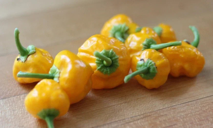 Jamaican Yellow Scotch Bonnet Pepper Seeds - 20 Premium Fresh Capsicum chinense Seeds