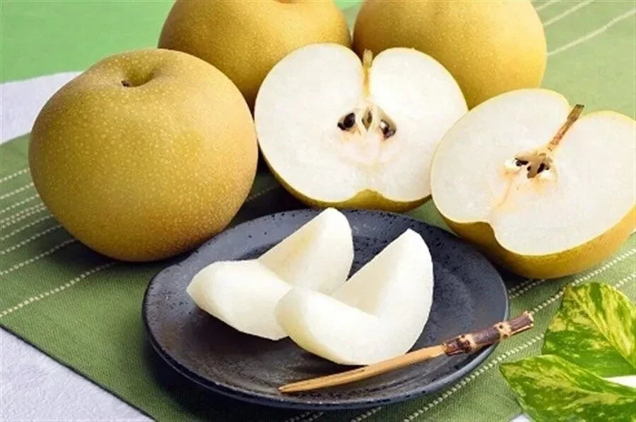 Asian Pear Seeds Pyrus pyrifolia Japanese Korean Varieties 10 Seeds 2024 USA