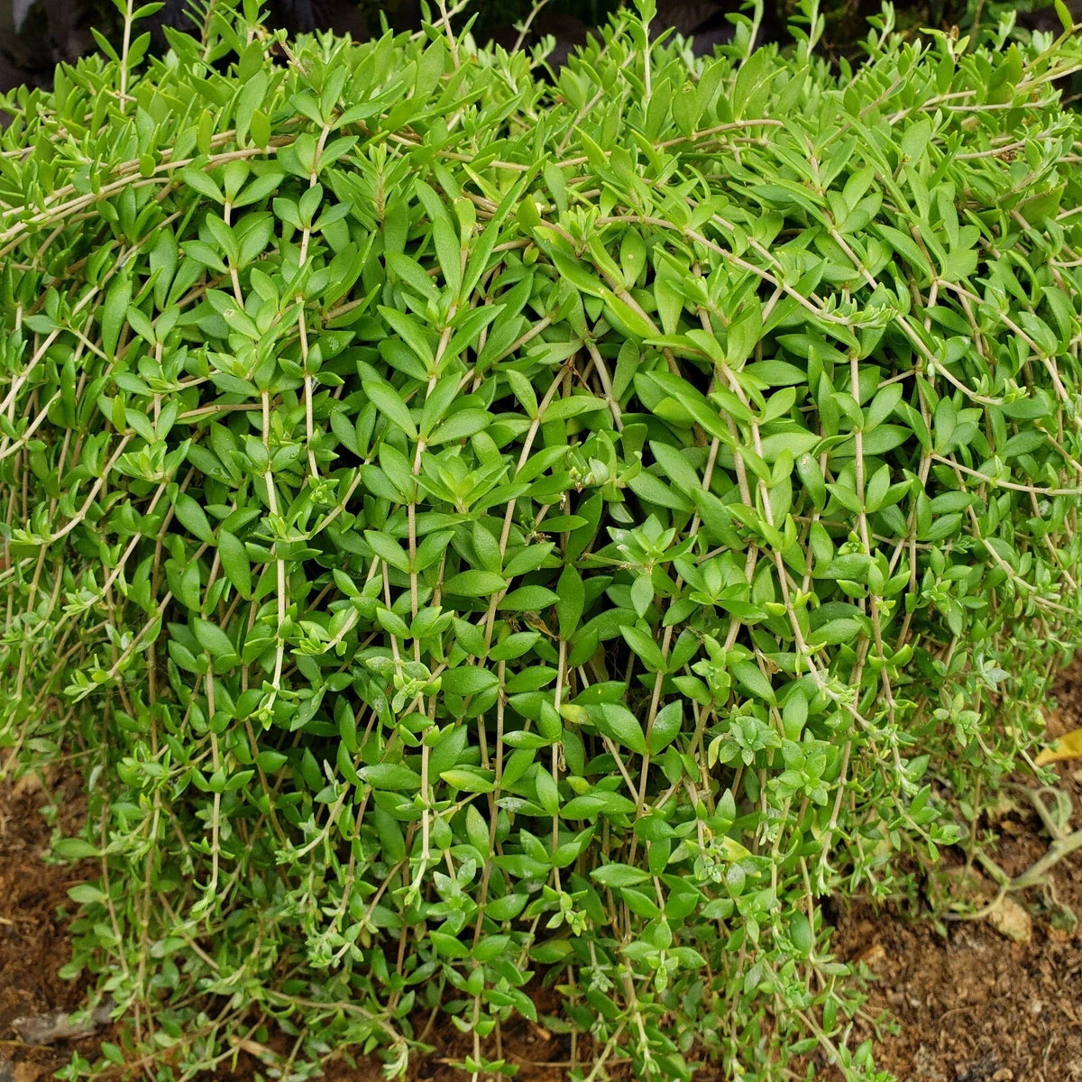 Sedum Sarmentosum Cuttings - 50 Fast Growing Creeping Perennial Edible Plants - Live Plant Cuttings