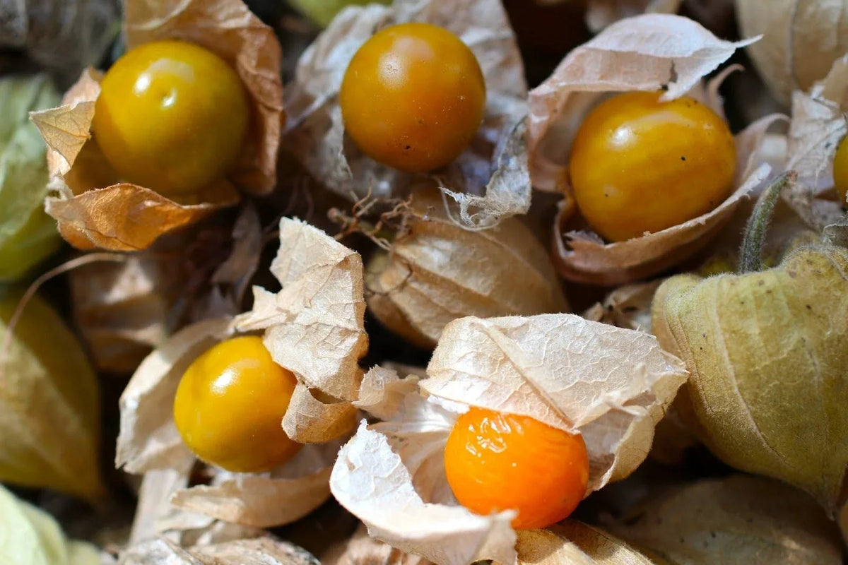 Cape Gooseberry Seeds - Heirloom Physalis peruviana - Sweet Fruit, 50+ Rare Ground Cherry Seeds for Garden Planting