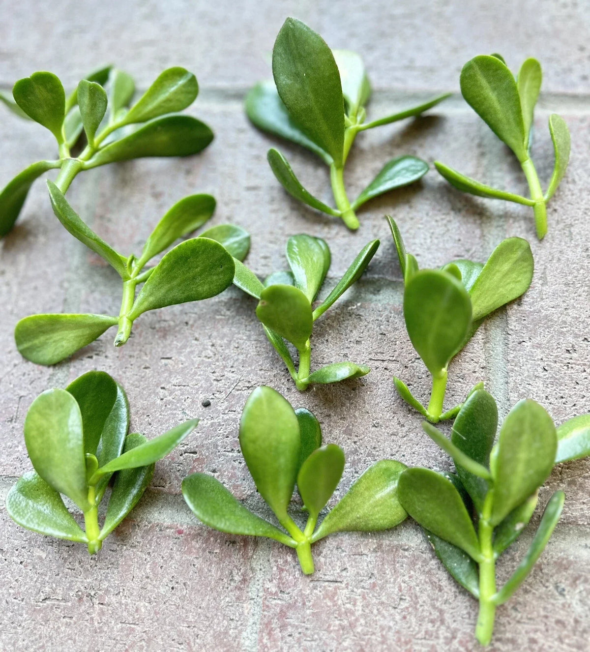 Jade Plant Cuttings - 5 Money Succulent Cuttings - Lucky Plant - Crassula ovata - 3" to 5" Inches