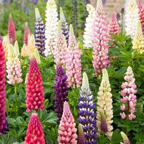 Russell Lupine Seeds | Non-GMO Lupinus polyphyllus | 50-1,000 Seeds for Garden, Borders & Wildflower Meadows