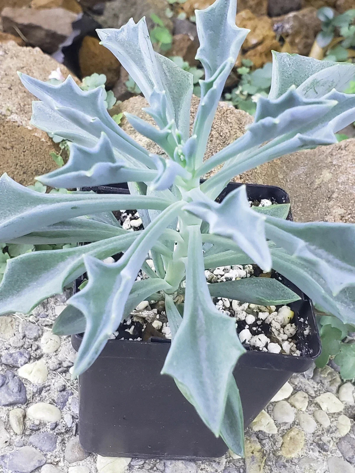 Spear Head Plant 4" Potted Succulent Senecio Kleiniiformis Green Foliage Indoor Garden