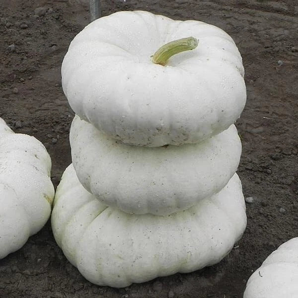 White Flat Stacker Pumpkin Seeds - 10 Seeds | Cucurbita pepo