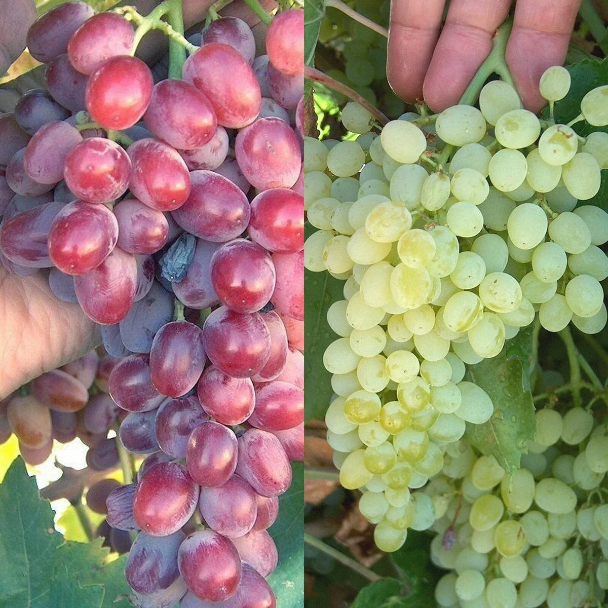 Crimson Thompson Seedless Grape Vine Bare Root Plant Vitis vinifera for Home Gardens and Trellising