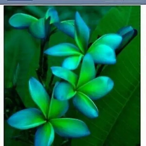 Blue Green Plumeria Seeds - Perennial Flower Seeds for Garden, Landscape, & Container | Plumeria rubra