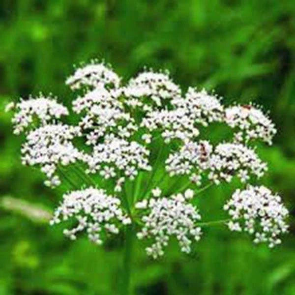 Anise Seeds, Heirloom, 100+ Seeds, Unique Flavor, Aromatic Herb, Pimpinella anisum