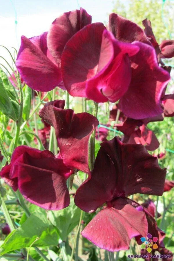 Pip's Maroon Sweet Pea Seeds - 50+ Seeds for Garden Planting - Lathyrus odoratus - USA Grown, Free Shipping