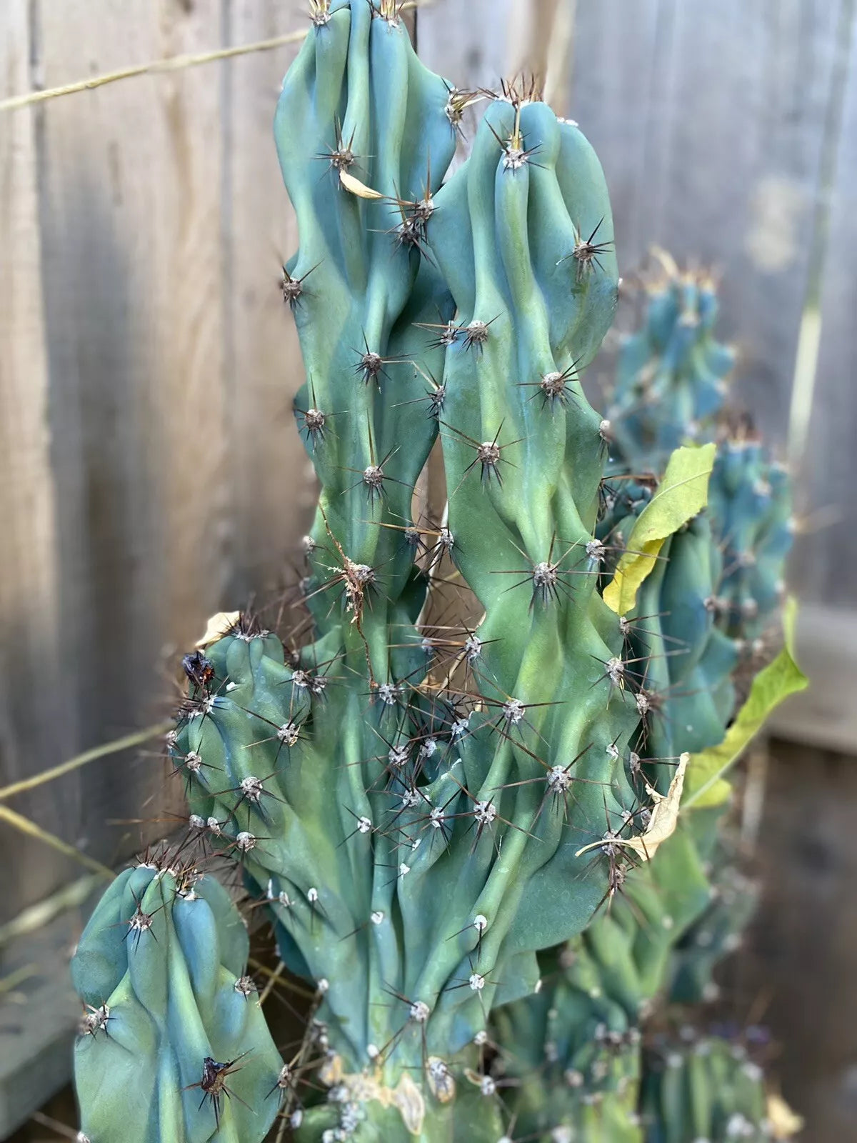 Cereus Monstrosus Cutting – Nearly 2 Ft Sculptural Hardy Cactus for Indoor & Outdoor Gardens