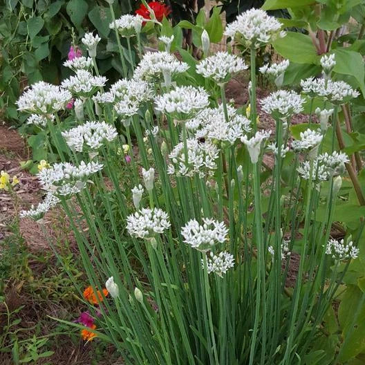 Garlic Chives Seeds - 400 Non-GMO Seeds - Allium tuberosum - Free Shipping USA Seller