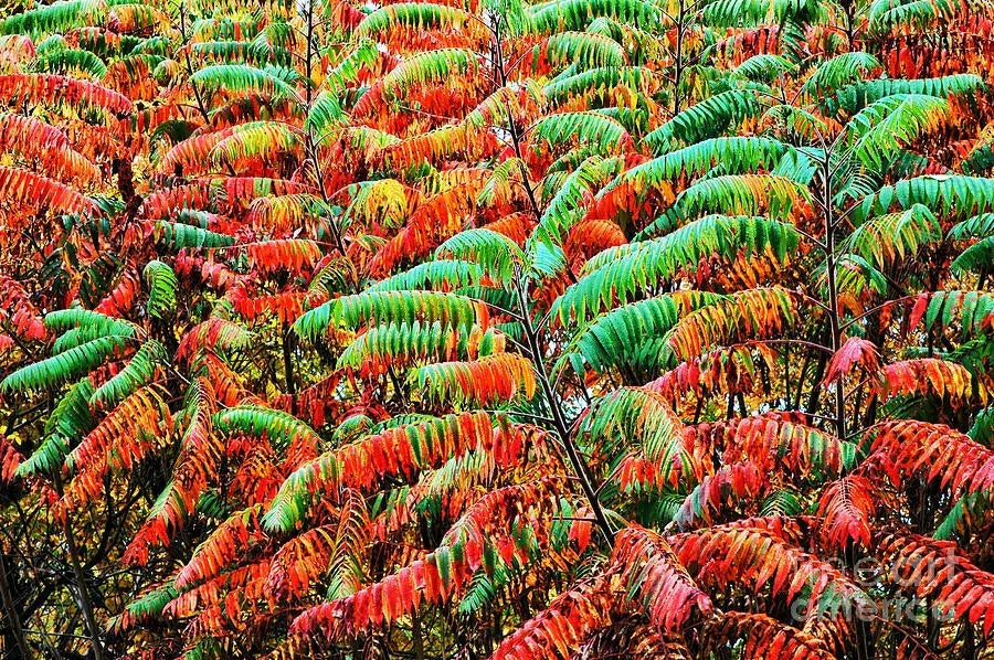 Smooth Sumac Shrub 12+" Rhus glabra Edible Berries Fall Color Bare Root