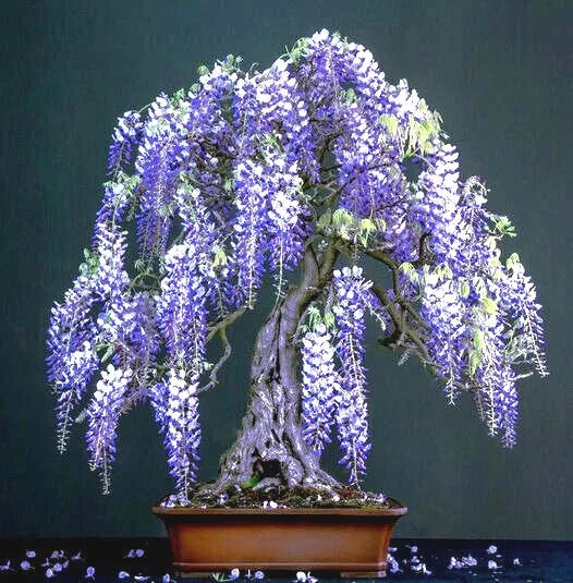 Chinese Blue Wisteria Seeds - 10 Pack, Hardy Climbing Vine, Wisteria sinensis, Blue Flowers, Garden Planting Seeds