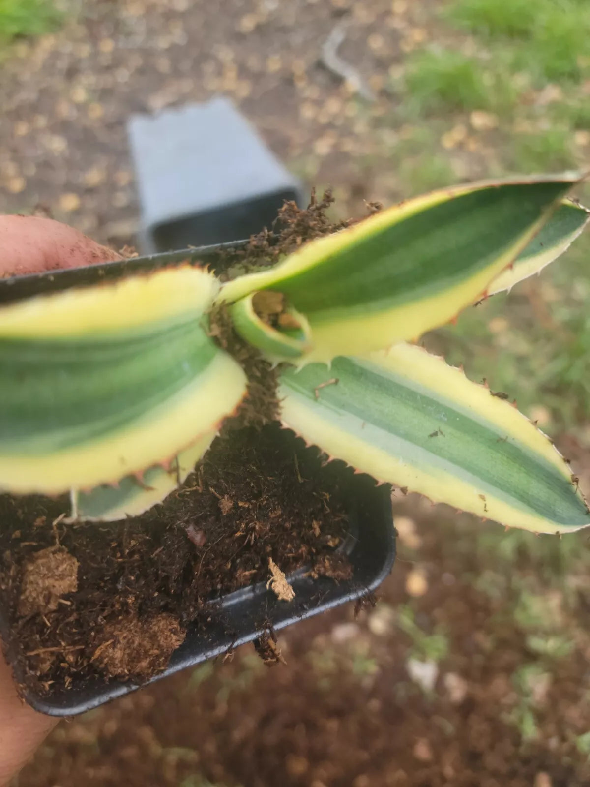 Agave Lophantha Quadricolor Succulent Plant - Variegated Indoor/Outdoor Foliage, Compact Rosette, Agave lophantha var. quadricolor