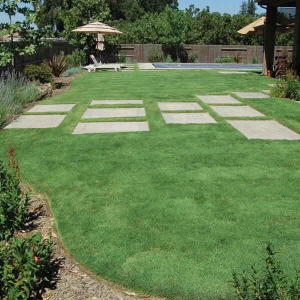 Buffalo Grass Seed 1 oz - Native, Drought Resistant, Low Maintenance Turf