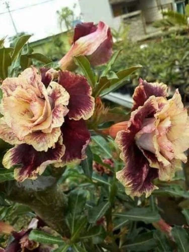 Desert Rose Seeds - 4 Cream Maroon Adenium Perennial Flowers for Garden, Indoor & Outdoor Planting