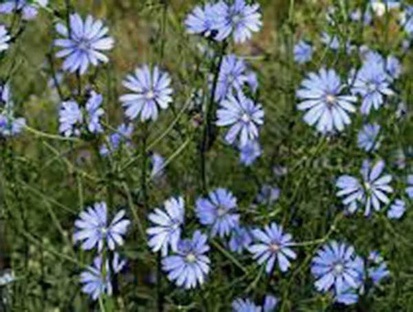 Bluest Blue Chicory Seeds - 100+ Seeds for Beautiful Blue Cut Flowers - Cichorium intybus