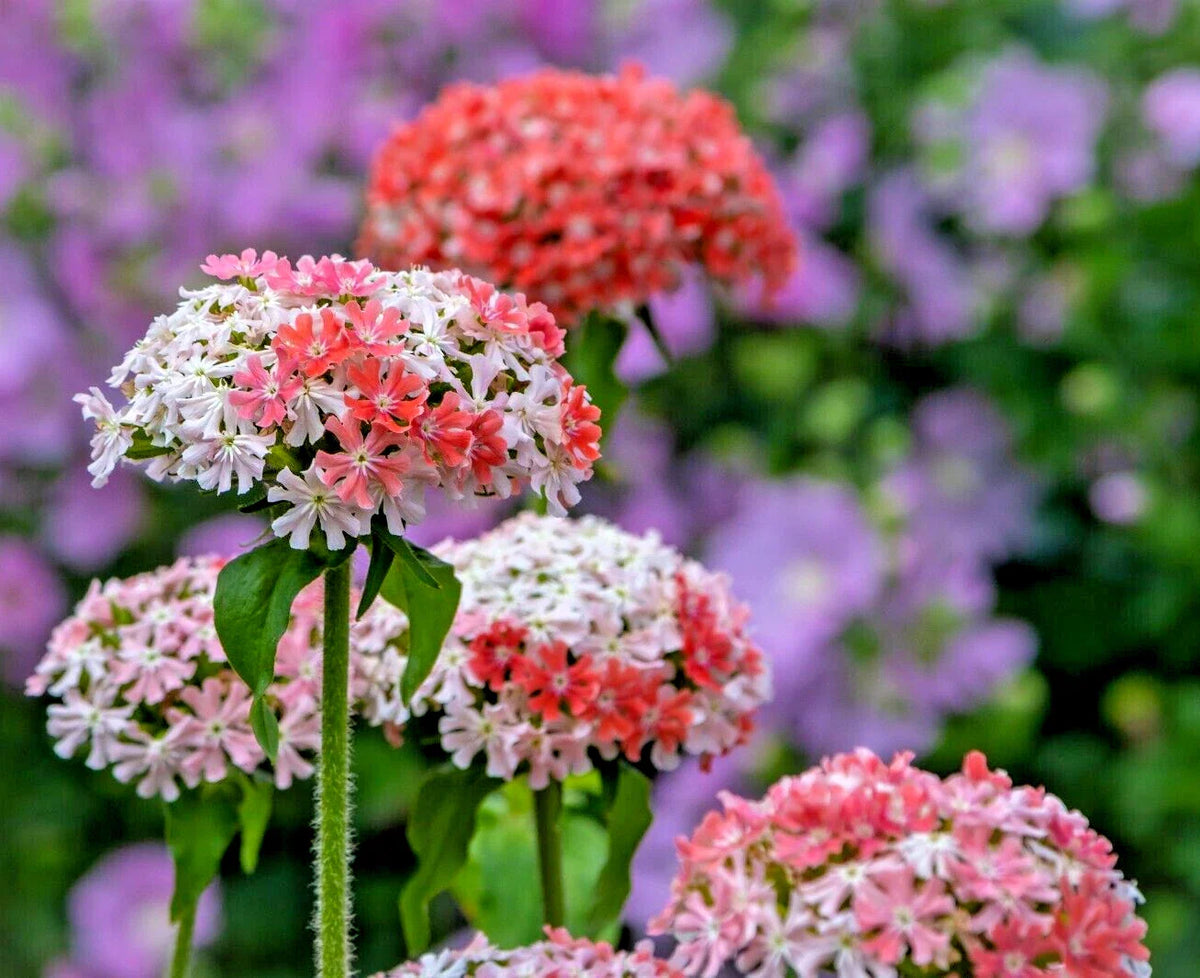 Maltice Cross Seeds 101 Count, Pink and White, Rare Color, Lychnis chalcedonica