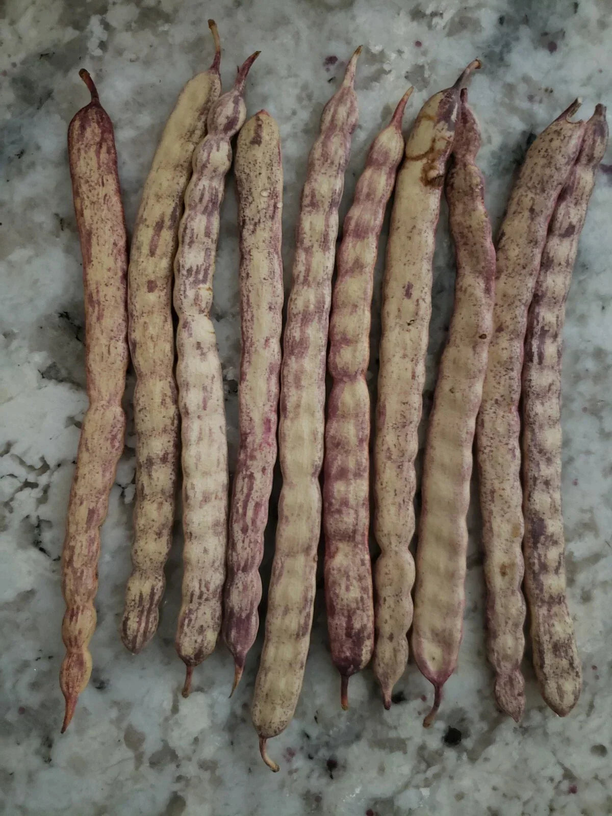 Honey Mesquite Seed Pods - 10 Pack | Drought Tolerant Prosopis glandulosa Seeds 2025 Harvest