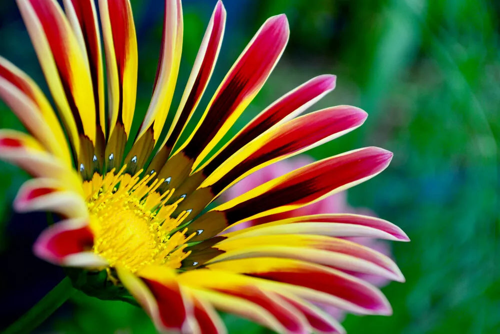 Gazania Seeds - 100 Count - Colorful Mix - Gazania rigens - Made in USA, Ships from Iowa