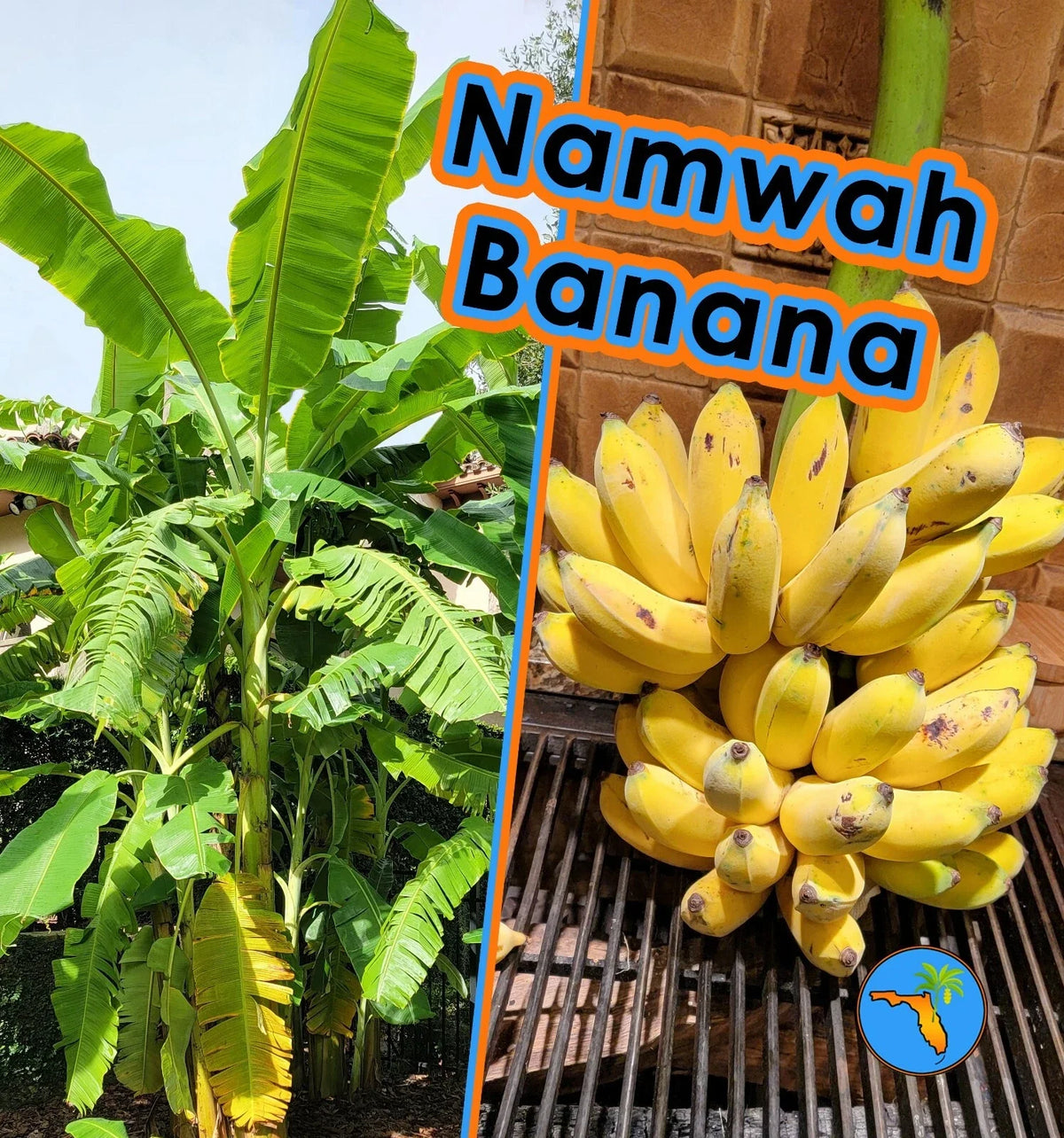 Namwah Banana Live Plant - Cold Hardy Edible Variety, Fast Growing - Musa acuminata 'Namwah'
