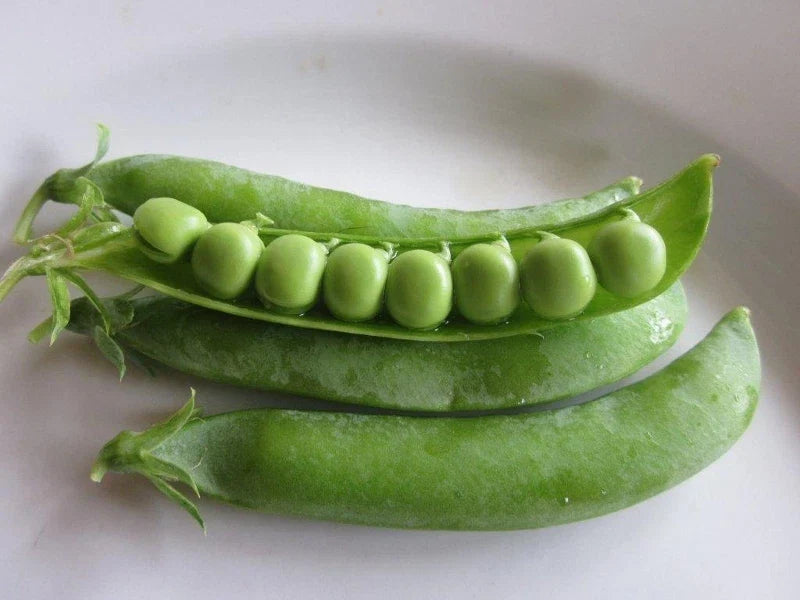 Lincoln Pea Seeds - Fresh Pea Seed Variety - Non-GMO, Heirloom, Organic (Pisum sativum) - FREE Shipping