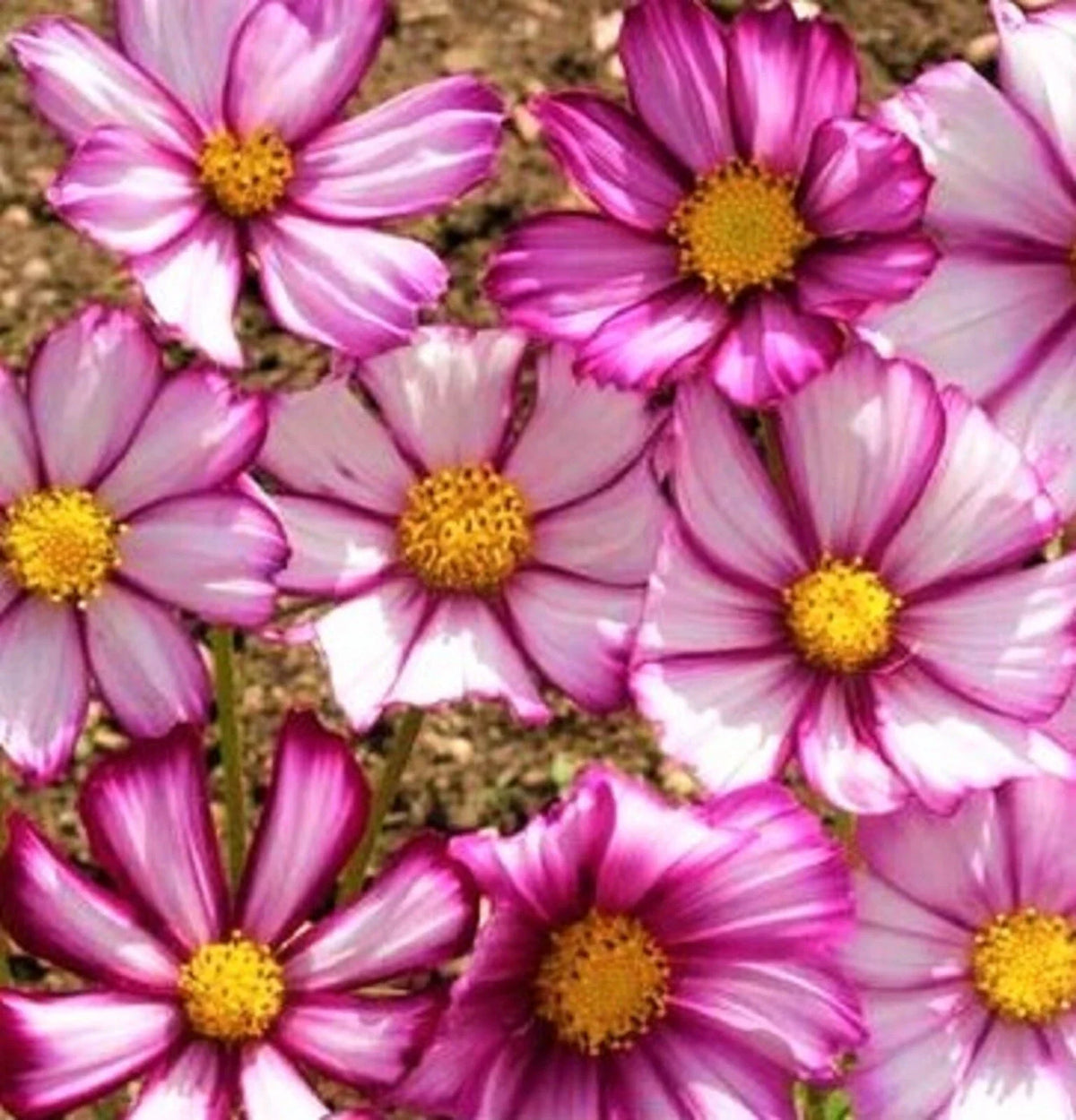 Cosmos Seeds - 80+ Picotee Flower Seeds - Colorful Annual Garden Plant - Cosmos bipinnatus