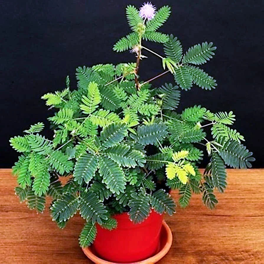 Dwarf Sensitive Plant Seeds - Mimosa pudica Tropical Houseplant Flower Seeds for Indoor Gardening