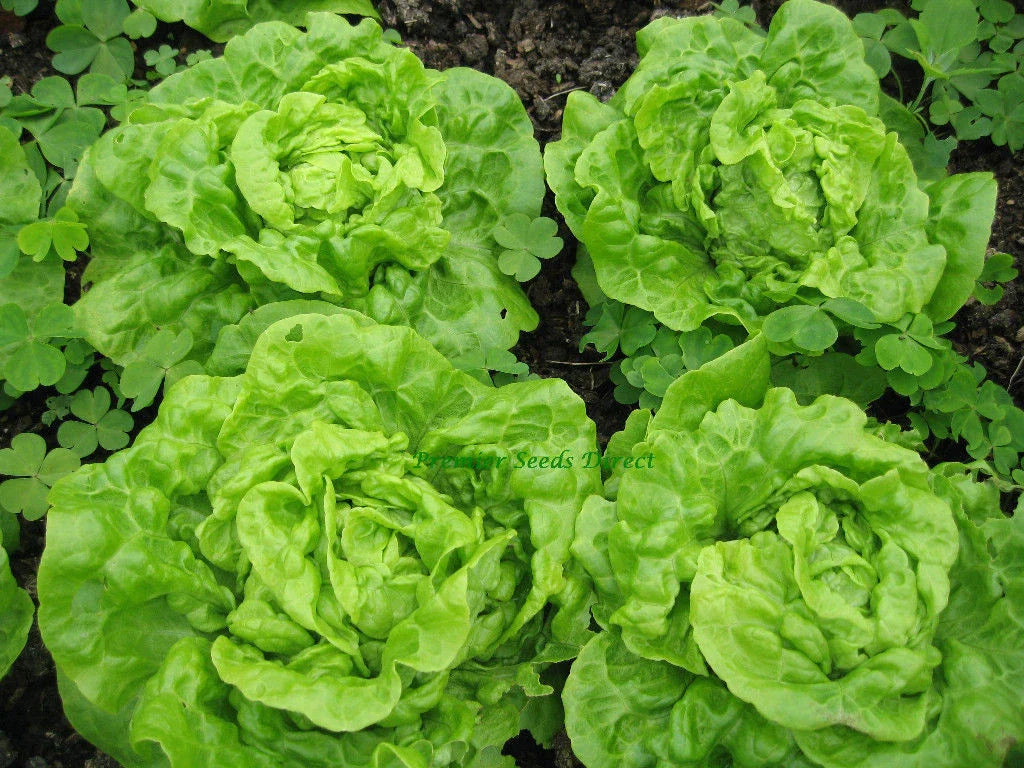 Tom Thumb Leaf Lettuce Seeds, Butterhead, NON-GMO Heirloom, Organic, Garden Seed