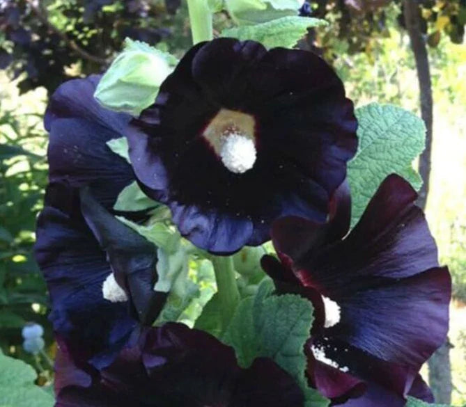 Hollyhock Seeds 15 Count, 'Nigra The Watchman' Alcea rosea, Black Flowering Perennial Garden Plant